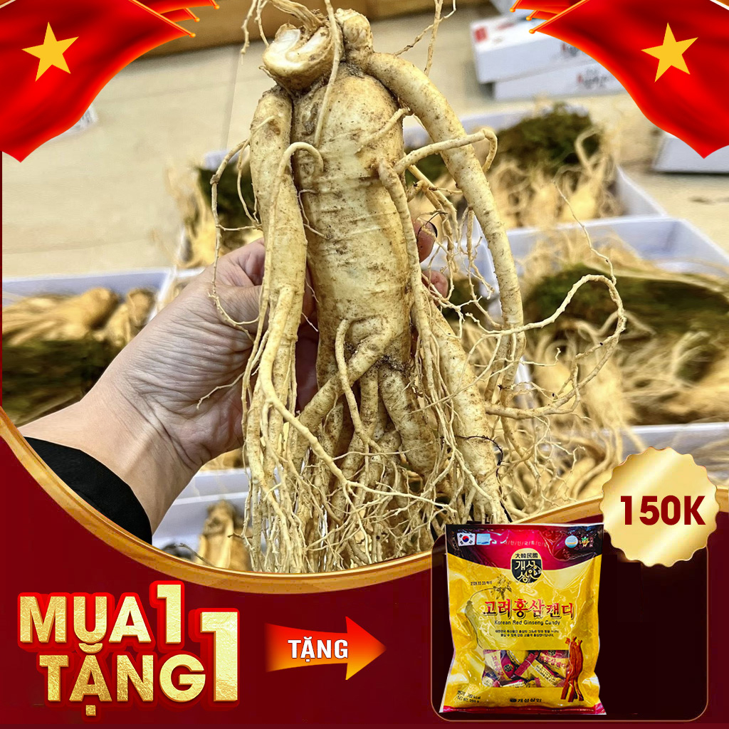 Nhân Sâm Tươi Hàn Quốc 6 Năm Tuổi VIP 1 Loại 4 Củ / kg