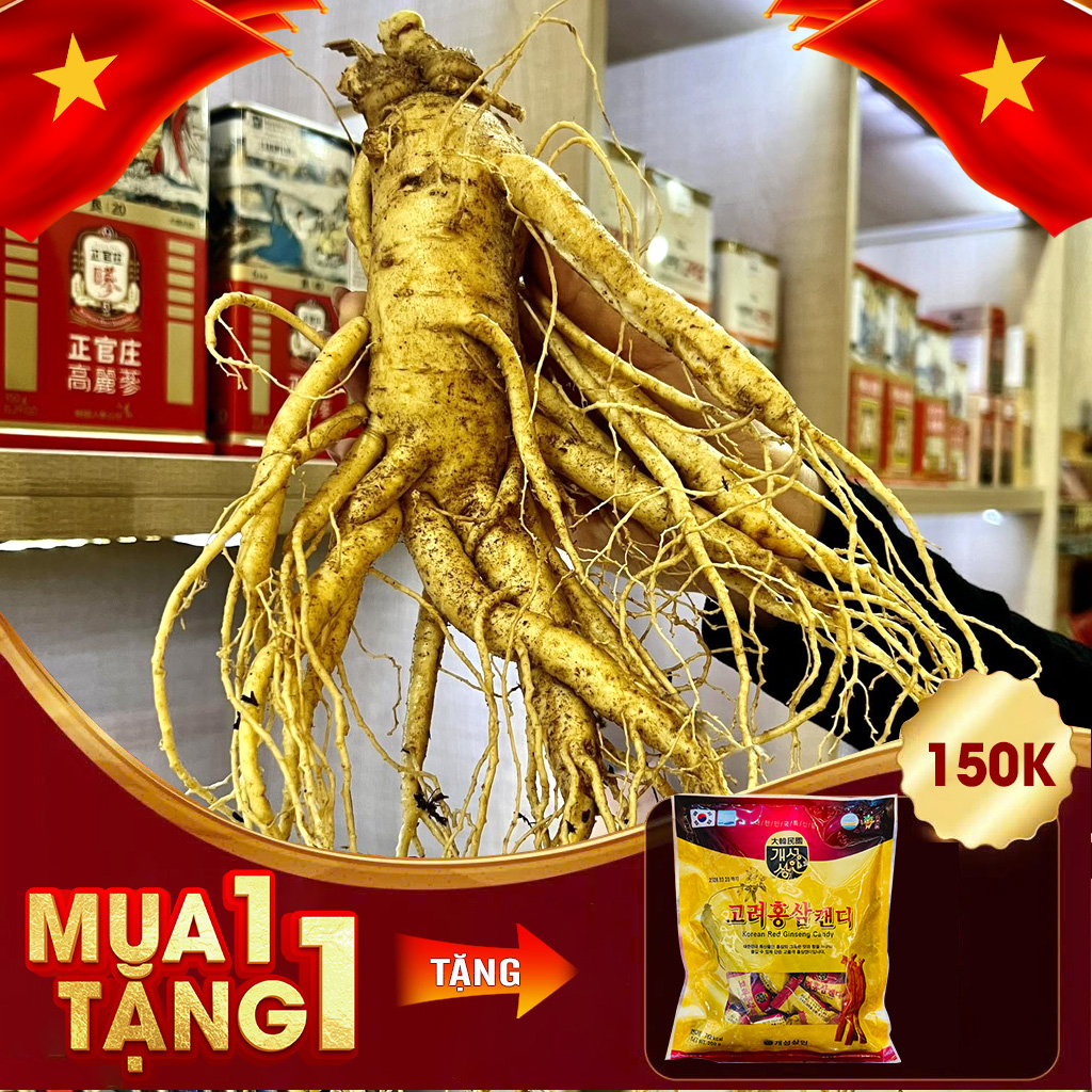 Nhân Sâm Tươi Hàn Quốc 6 Năm Tuổi VIP 1 Loại 5 Củ / kg