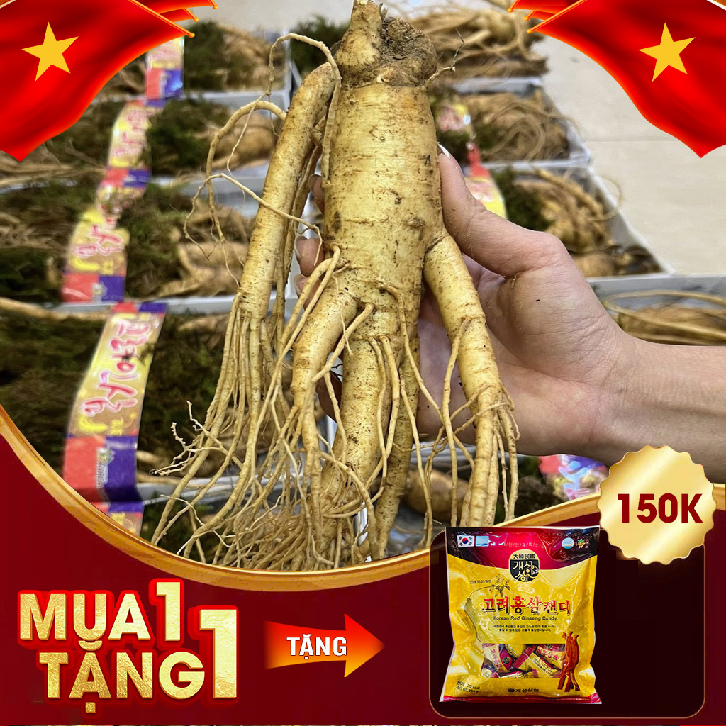 Nhân Sâm Tươi Hàn Quốc 6 Năm Tuổi VIP 1 Loại 6 Củ / kg